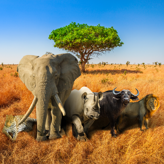 Big Five African Safari Adventures