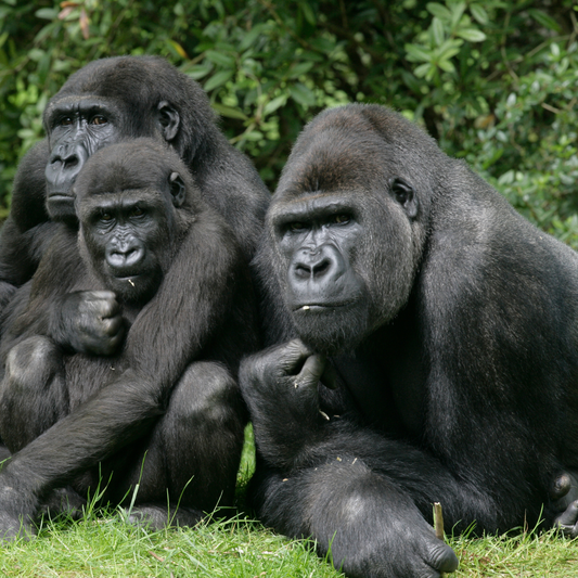 Gorilla Trekking Safari in Uganda and DRC Adventures