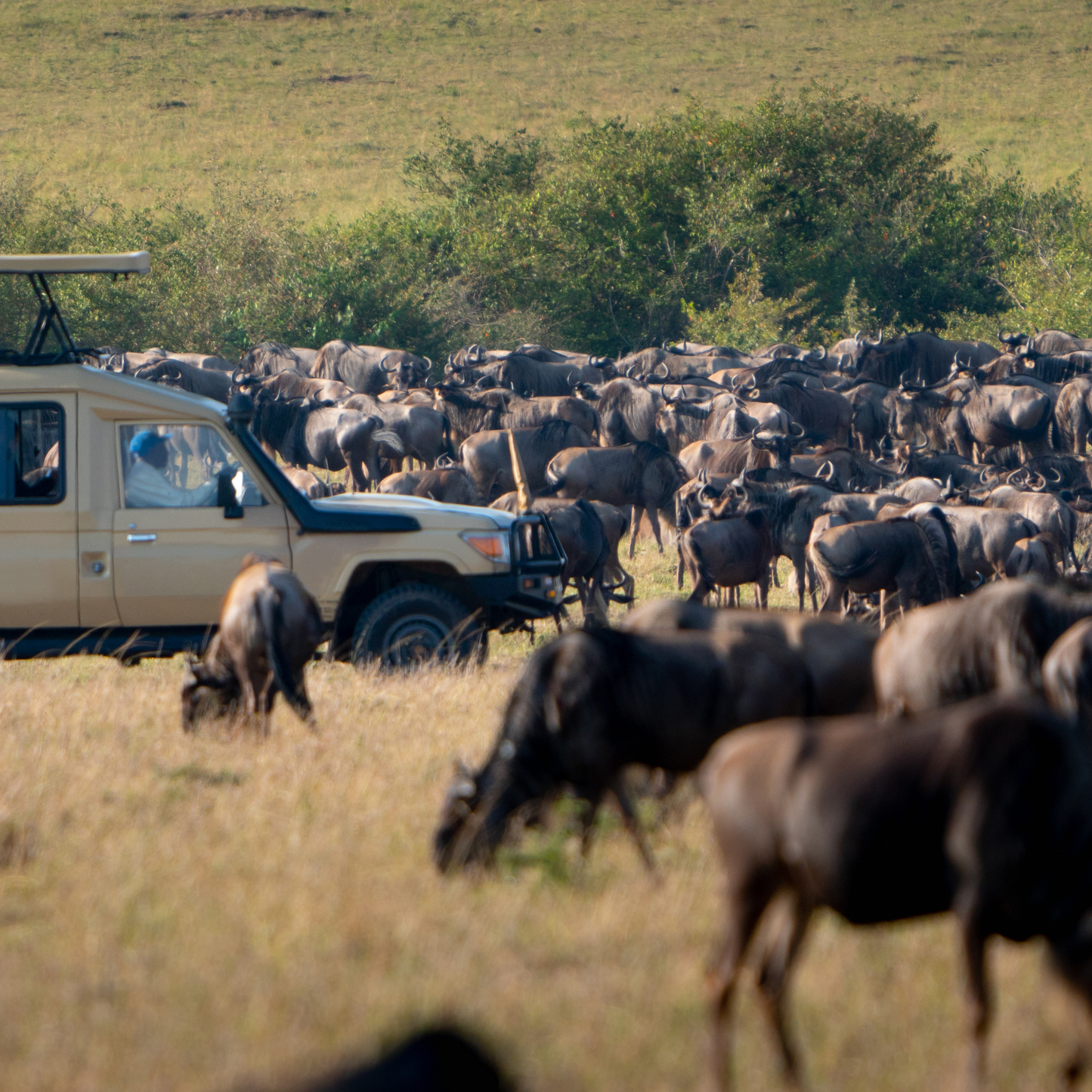 Luxury African Safari & Beach Holidays