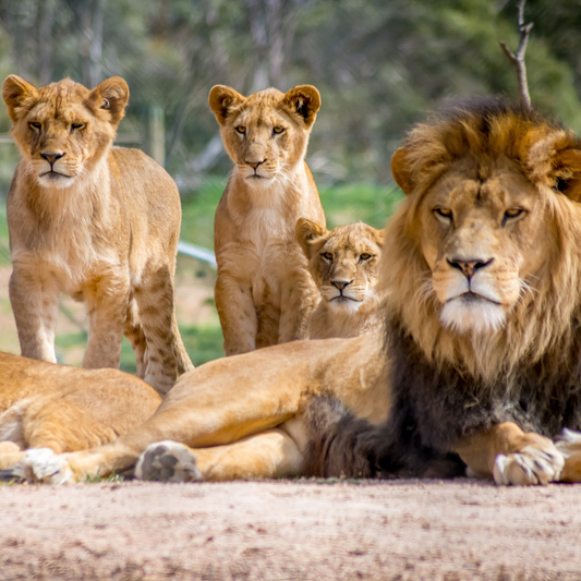 Luxury Family Safari Experience in Africa