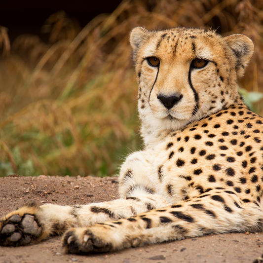 Unforgettable Safari Experience in Africa